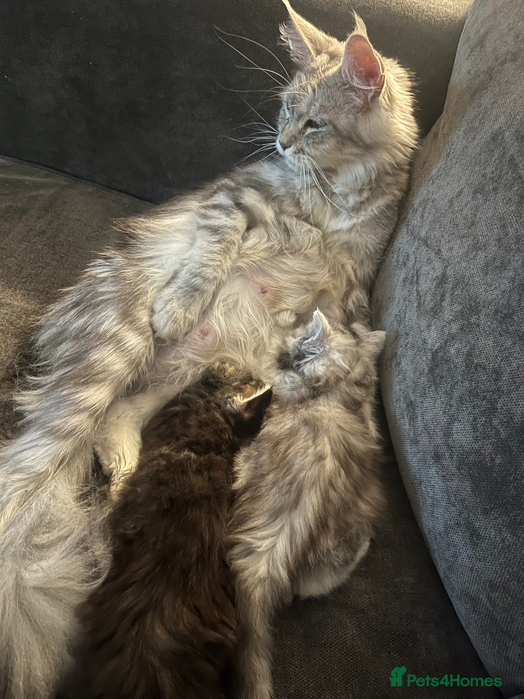 Maine Coon cats for sale: Half Maine coon kitten - Advert 1