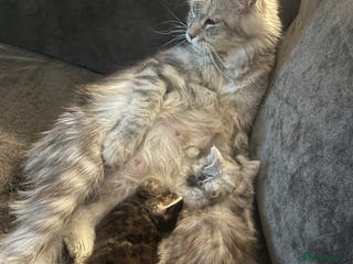 Maine Coon cats Half Maine coon kitten - Advert 2