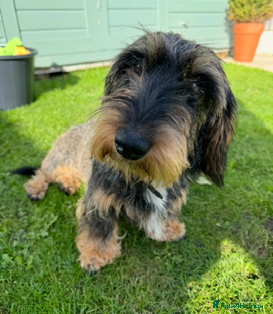 Dachshund dogs for sale: STANDARD WIREHAIRED DACHSHUND PUPPY  in Shrewsbury - Advert 2