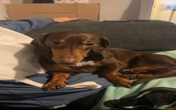 Dachshund dogs for stud: For stud only !! Chocolate dachshund  - Image 4