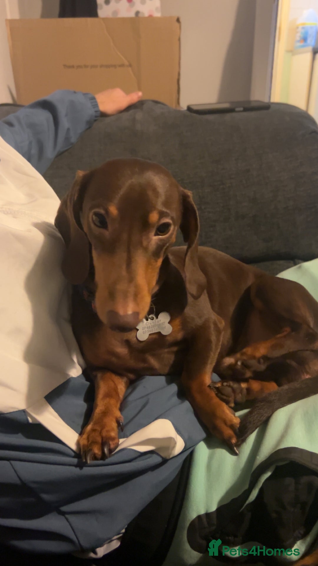 Dachshund dogs for stud: For stud only !! Chocolate dachshund  - Image 4