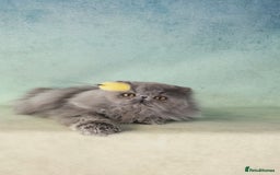 Persian cats for sale: CFA registered pedigree persian cat girl for sale - Image 1
