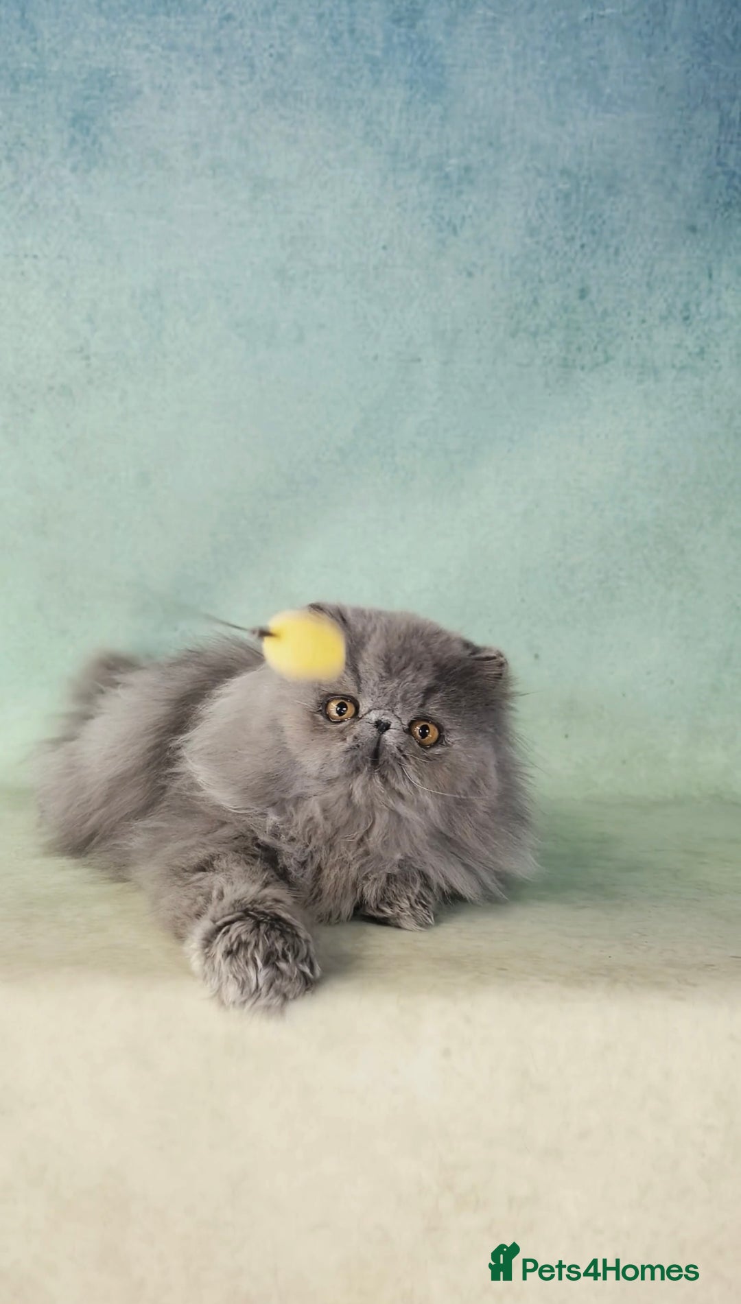 Persian cats for sale: CFA registered pedigree persian cat girl for sale - Image 1