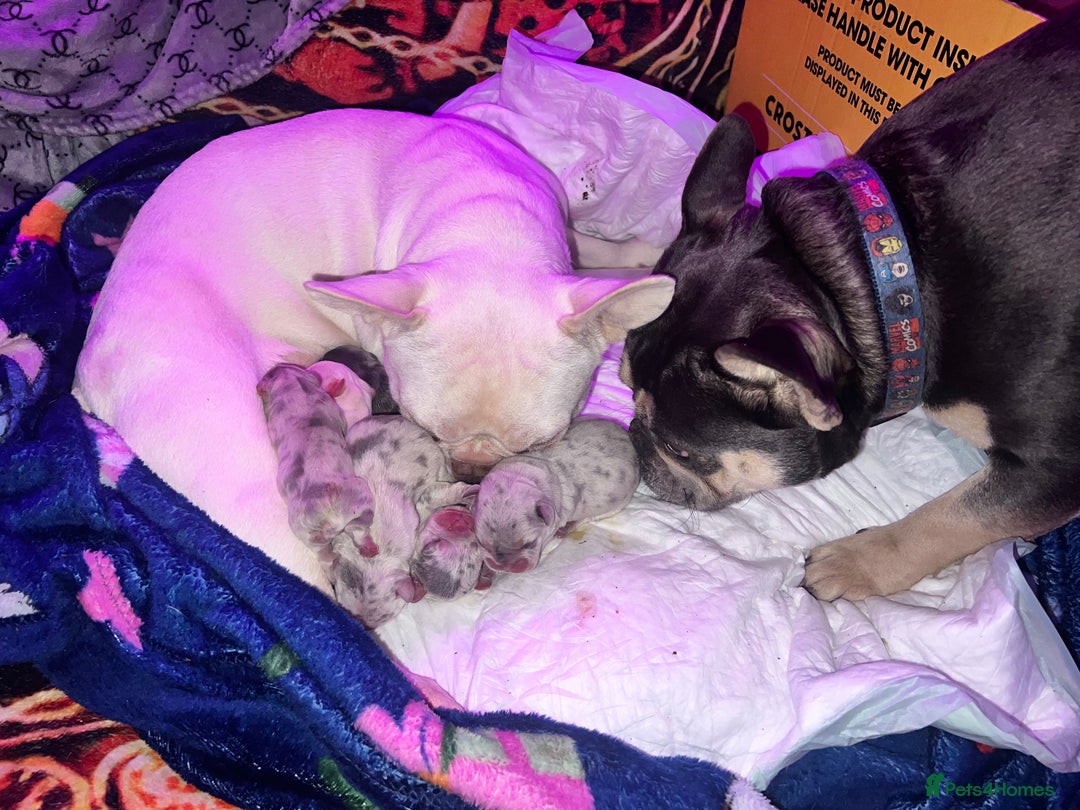 French Bulldog dogs for stud: JIM BOY is for stud DWKC registered no AI in West Molesey - Image 4
