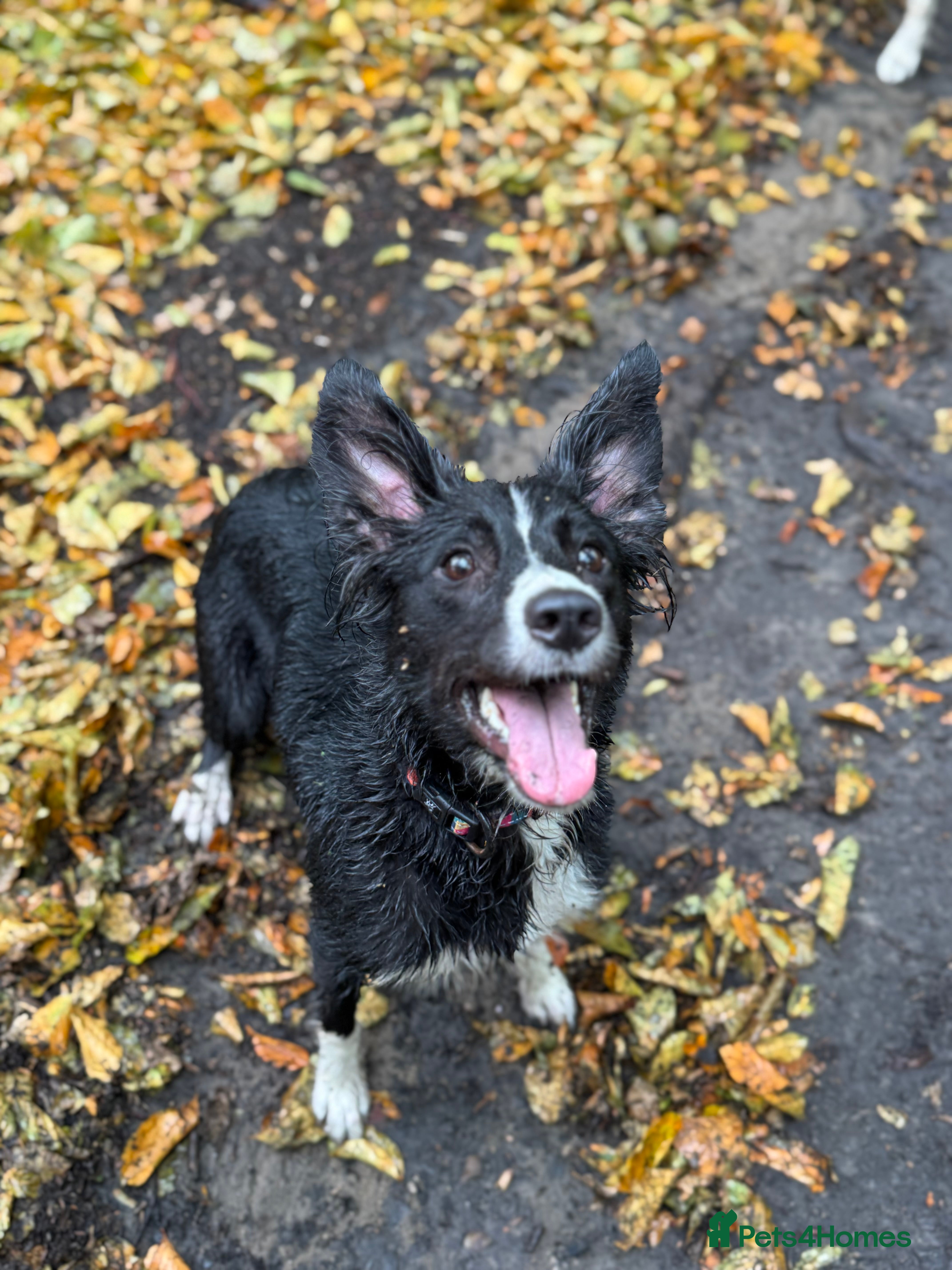 Border Collie dogs Willow the collie - Advert 8