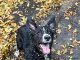 Border Collie dogs Willow the collie - Advert 1
