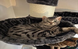 Bengal cats for sale: 2 cats for rehoming - Image 3