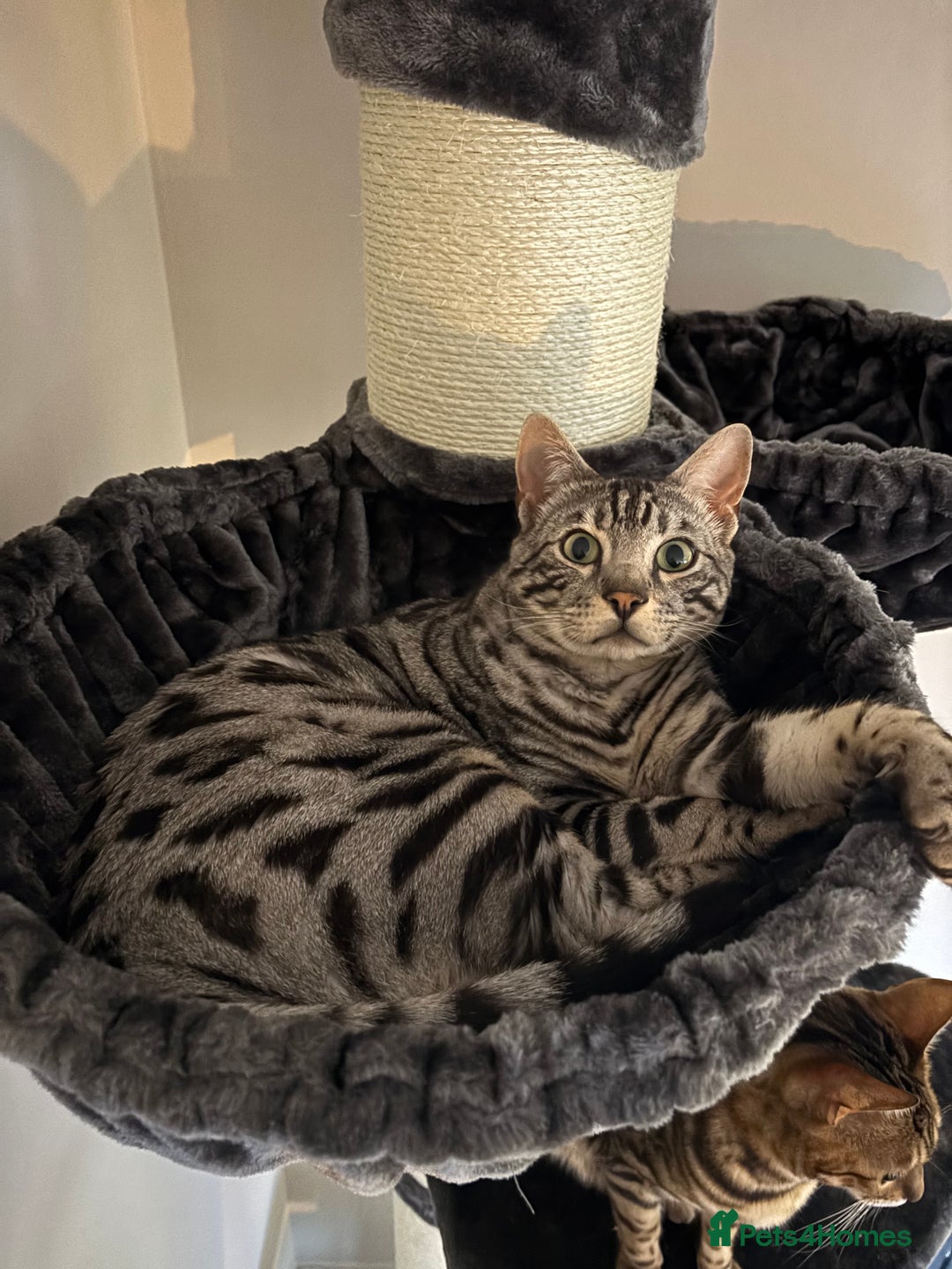Bengal cats for sale: 2 cats for rehoming - Image 3