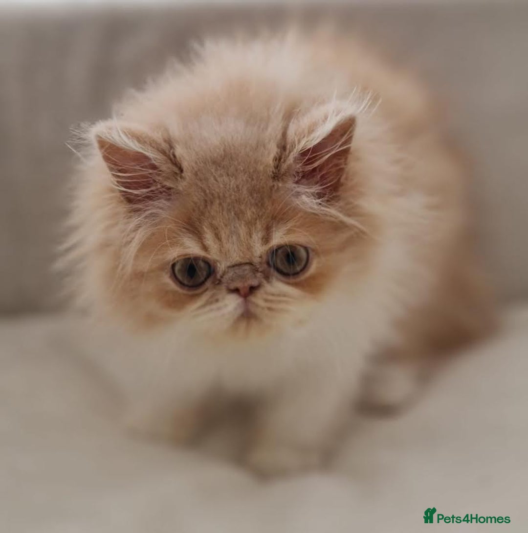 Persian cats for sale: Persian Kittens Looking For New Home - Image 6