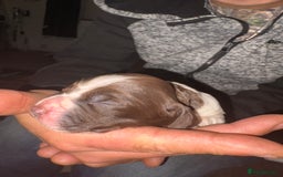 Cockerdor dogs for sale: Cockerdors  - Advert 21