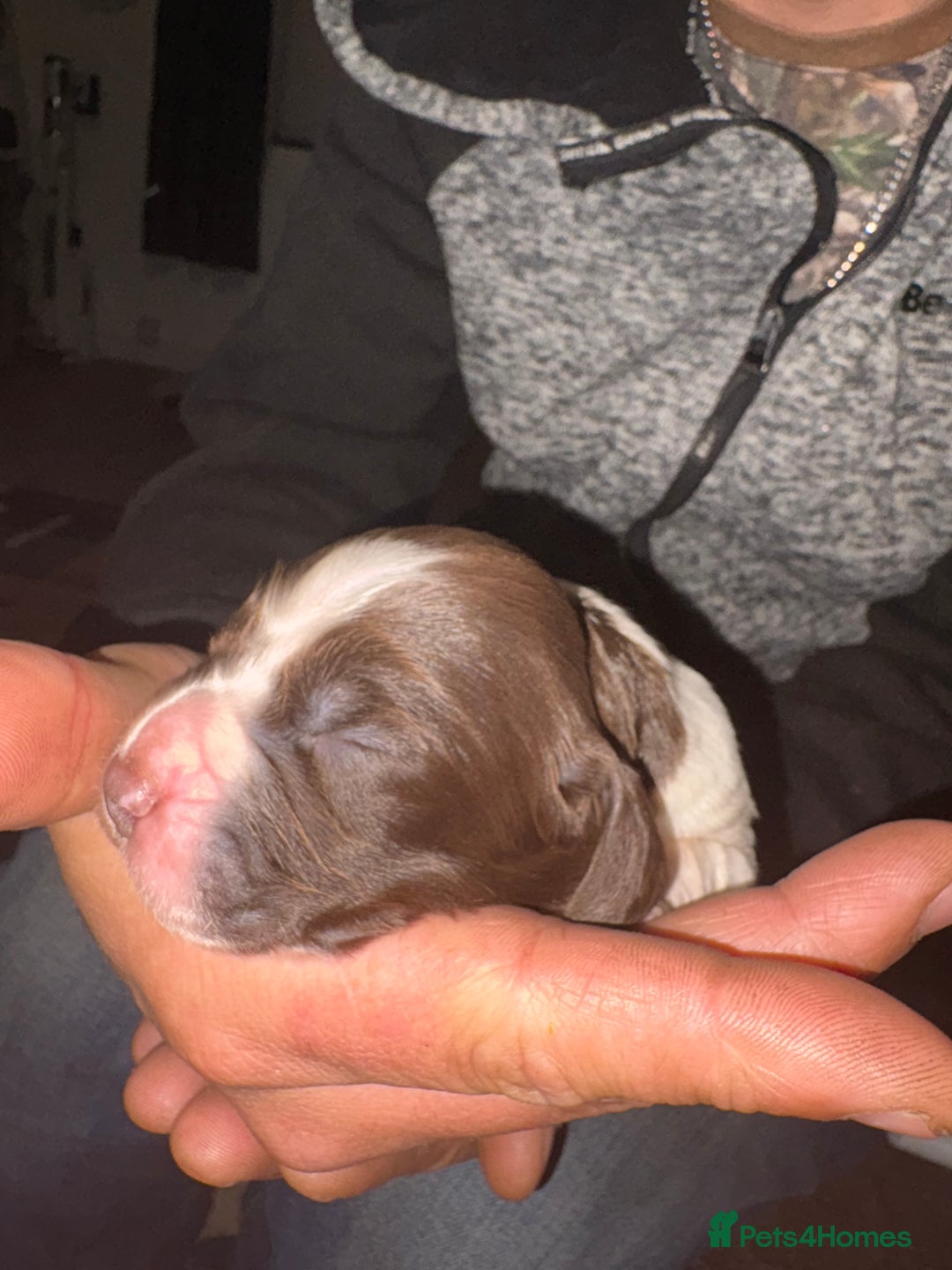 Cockerdor dogs for sale: Cockerdors  - Advert 21