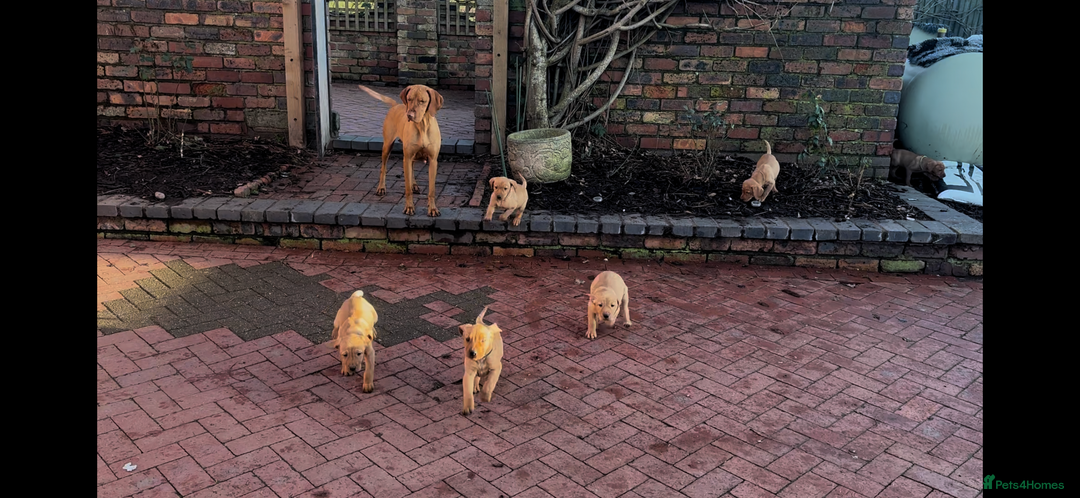 Mixed Breed dogs for sale: Stunning quality Vizslador puppies  - Advert 3