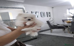Pomeranian dogs for sale: HIGH QUALITY TEDDY Face POMERANIAN ** 💕💞💓💞💕 - Image 14