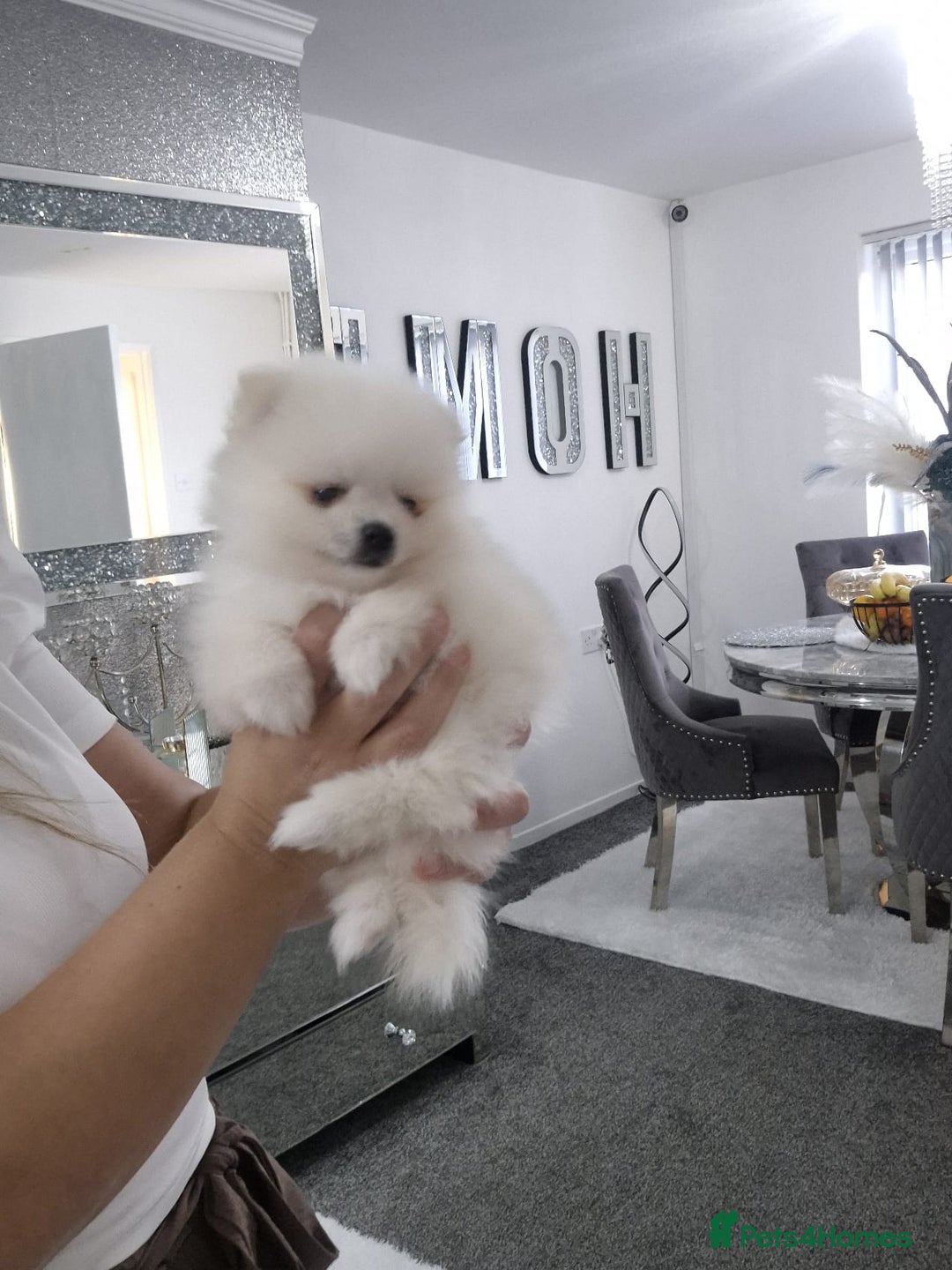 Pomeranian dogs for sale: HIGH QUALITY TEDDY Face POMERANIAN ** 💕💞💓💞💕 - Image 14
