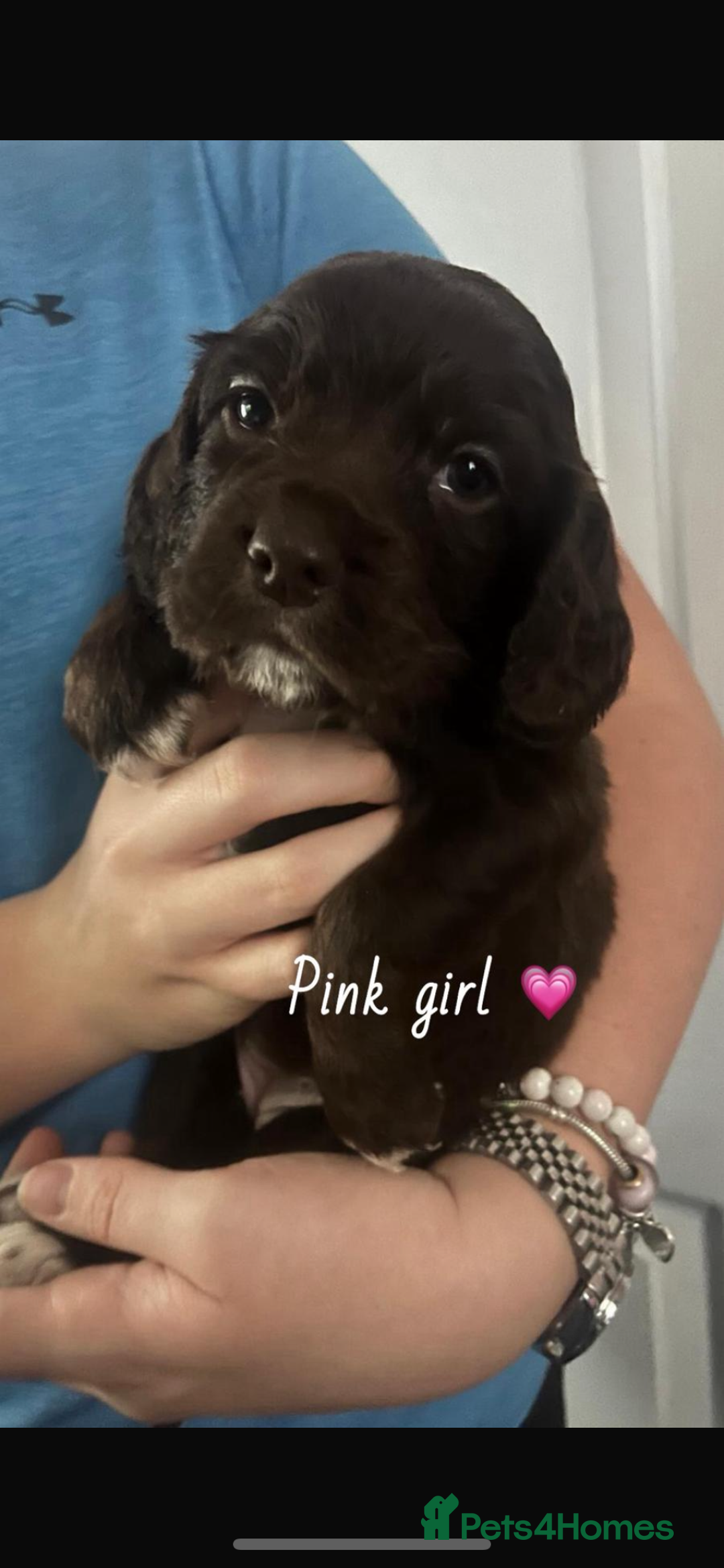 Sprocker dogs for sale: Sprocker spaniel pups  - Advert 3