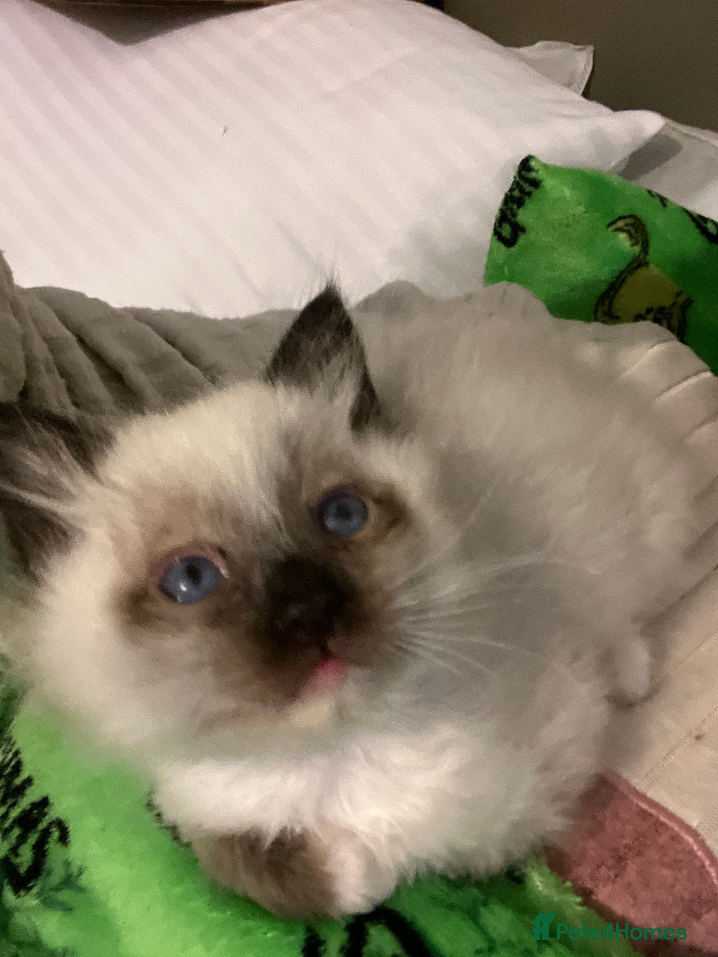 Ragdoll cats 3 Seal mitted male ragdoll kittens - Advert 9