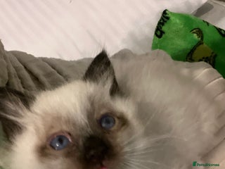 Ragdoll cats 3 Seal mitted male ragdoll kittens - Advert 1