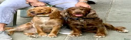 Cocker Spaniel dogs for stud: Beautiful Merle Cocker Spaniel for Stud - Advert 13