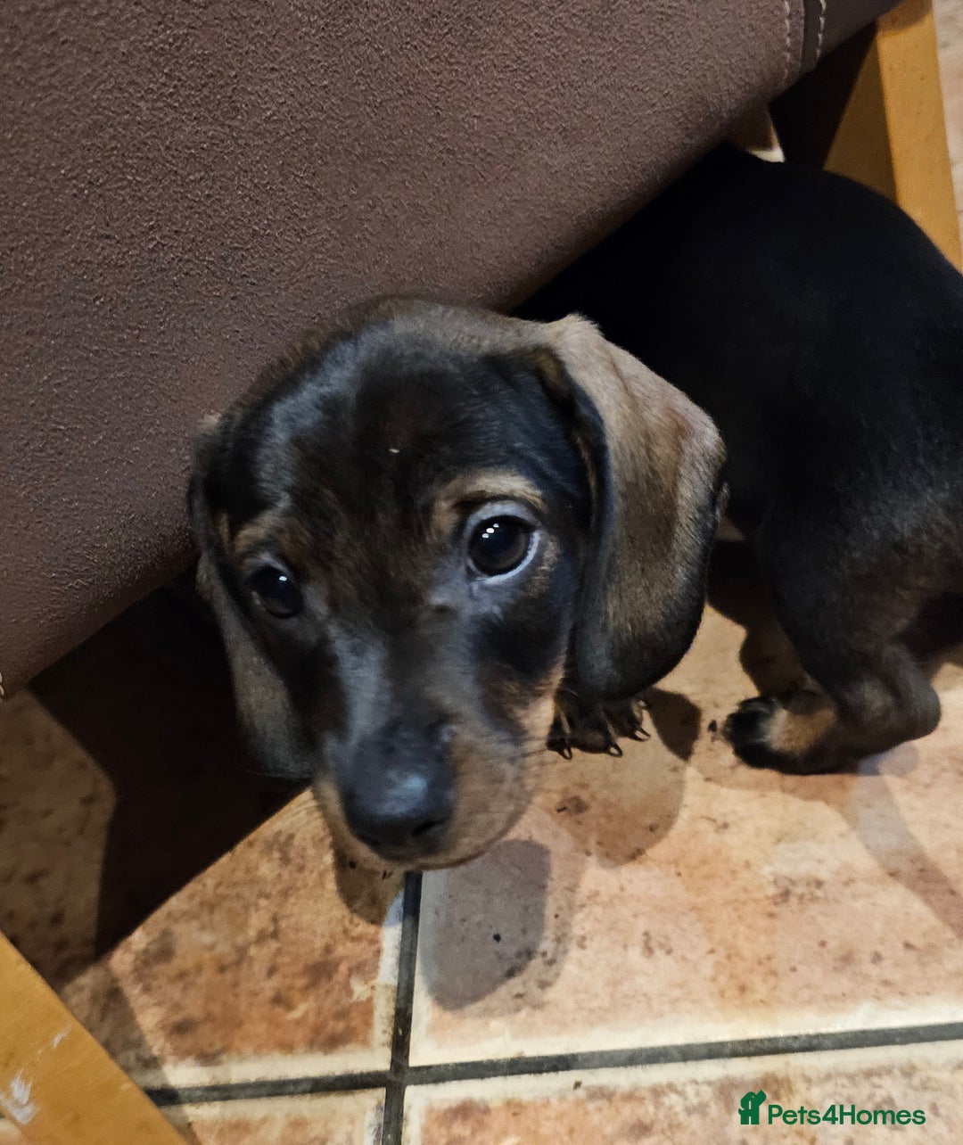 Miniature Dachshund dogs for sale: Miniature Daschund Puppies 6 Boys ONLY 2 LEFT 🩵💙 - Advert 23