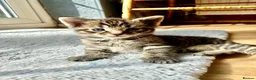Mixed Breed cats for sale: 7 lovely kittens 4 chaps and 3 ladies - Advert 12