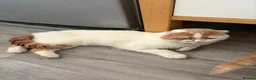 Scottish Fold cats for sale: Scottish fold/ sphinx mix - Advert 5