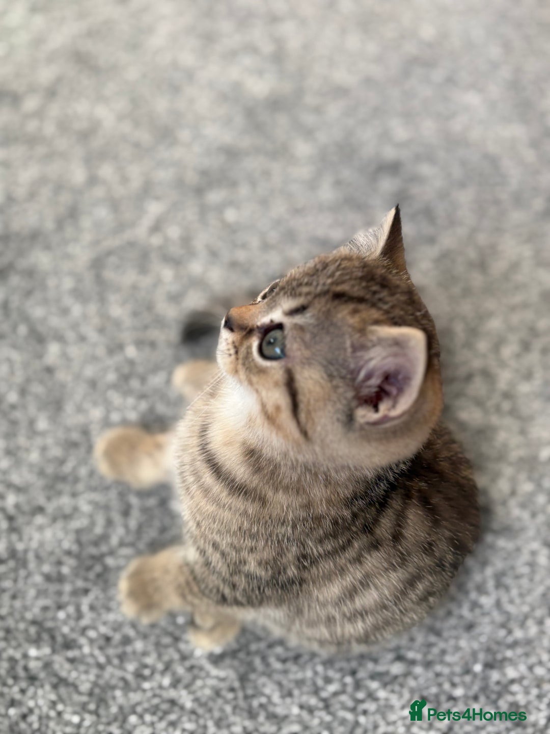 Scottish Fold cats for sale: Scottish fold kittens for sale - Advert 23