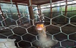 Geese poultry for sale: 2 x Geese - Image 2