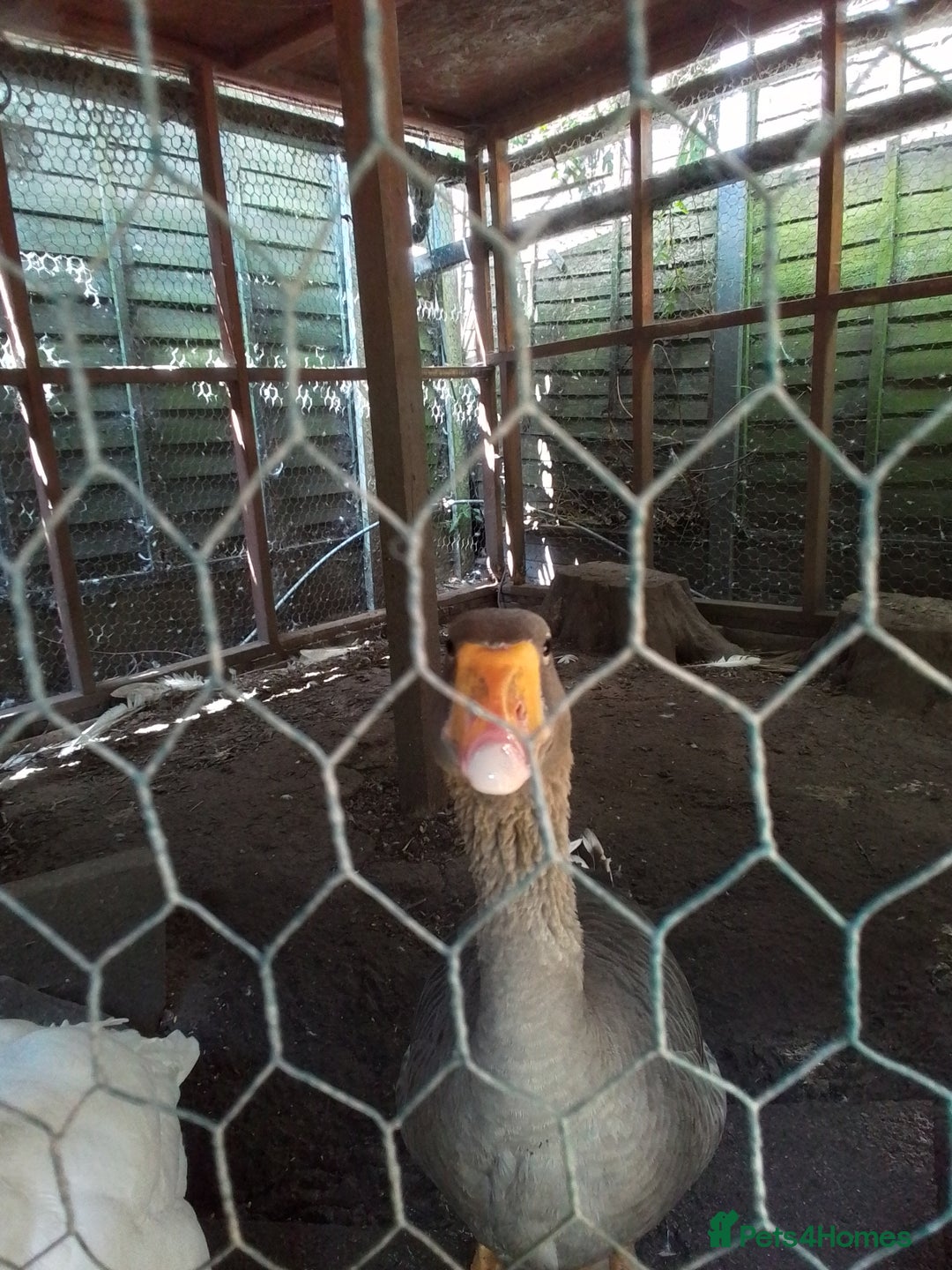 Geese poultry for sale: 2 x Geese - Image 2