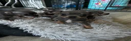 Chihuahua dogs for sale: Beautiful blue tri chihuahua puppies ready now - Advert 10