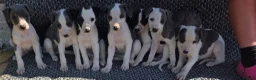 Whippet dogs for sale: Whippet puppies  in Tonbridge - Advert 3