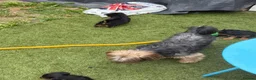Yorkshire Terrier dogs for sale: Puppy Yourkshire terrier  in Ilford - Advert 8