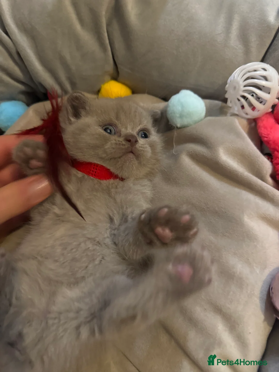 British Shorthair cats for sale: Fluffy and healthy British shorthair kittens - Advert 6