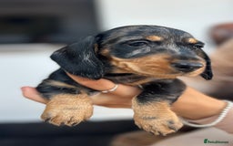 Dachshund dogs for sale: Fully dna health tested wire hair dachshund pups - Image 1