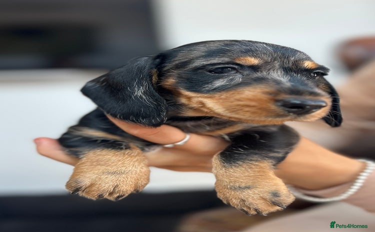 Dachshund dogs - Advert 4