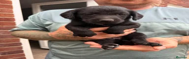 Cockerdor 3