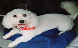Bichon Frise dogs for sale: Barny and Bubba have had three lovely Puppies  - Image 2