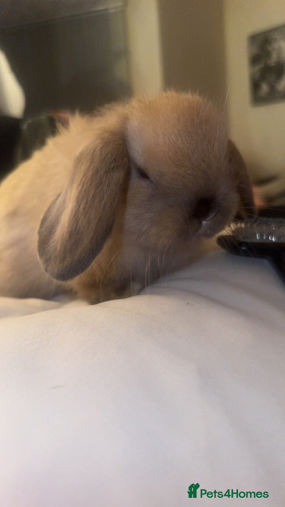Mini Lop rabbits Ready to go! Beautiful mini lop rabbit - Advert 2