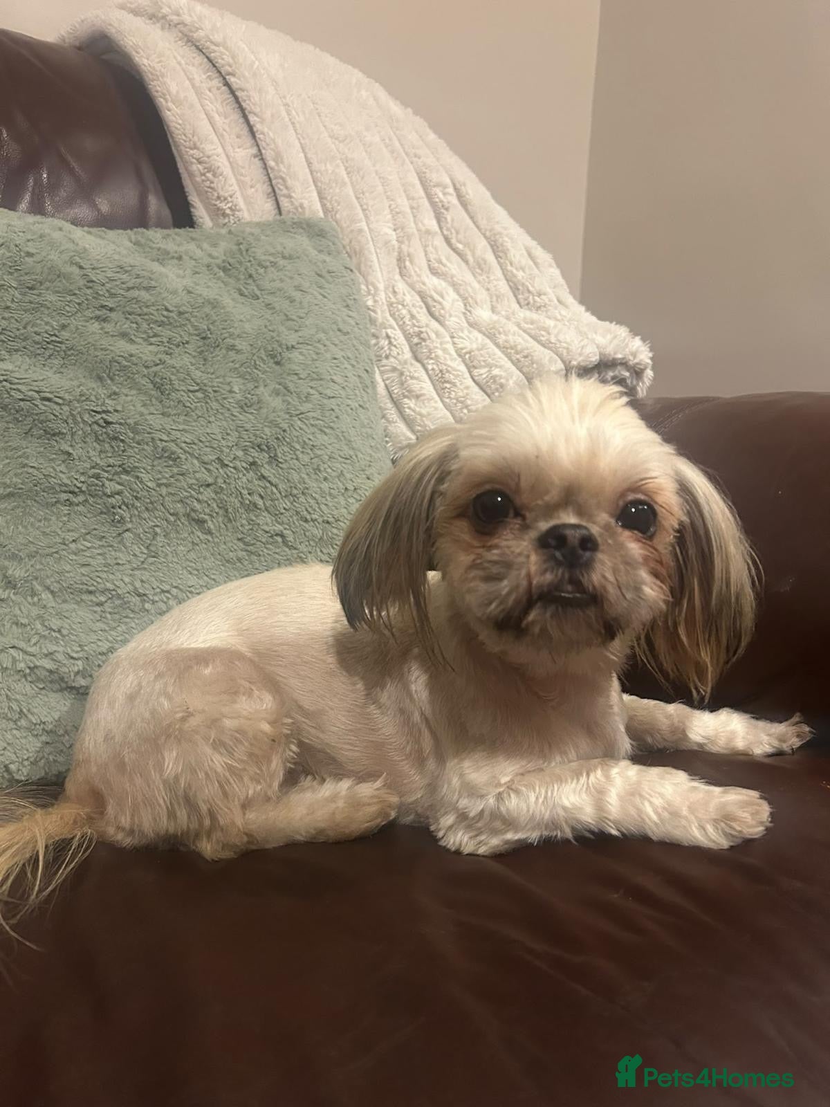 Shih Tzu dogs KC Registered Girl - Advert 2