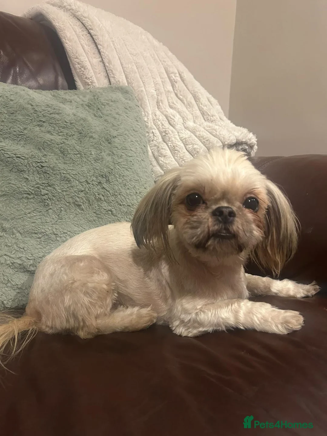 Shih Tzu dogs for sale: KC Registered Girl - Advert 2