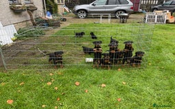 Rottweiler dogs for sale: Gorgeous KC Registered Rottweiler Puppies  - Image 16