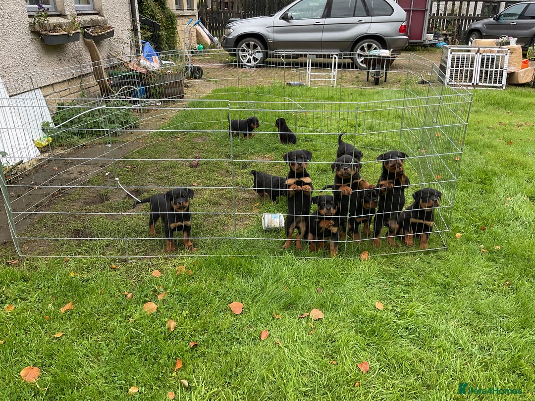 Rottweiler dogs for sale: Gorgeous KC Registered Rottweiler Puppies  - Image 16