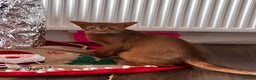 Abyssinian cats for sale: 🥰Active TICA registered Abyssinian male 🐈‍⬛  - Advert 7