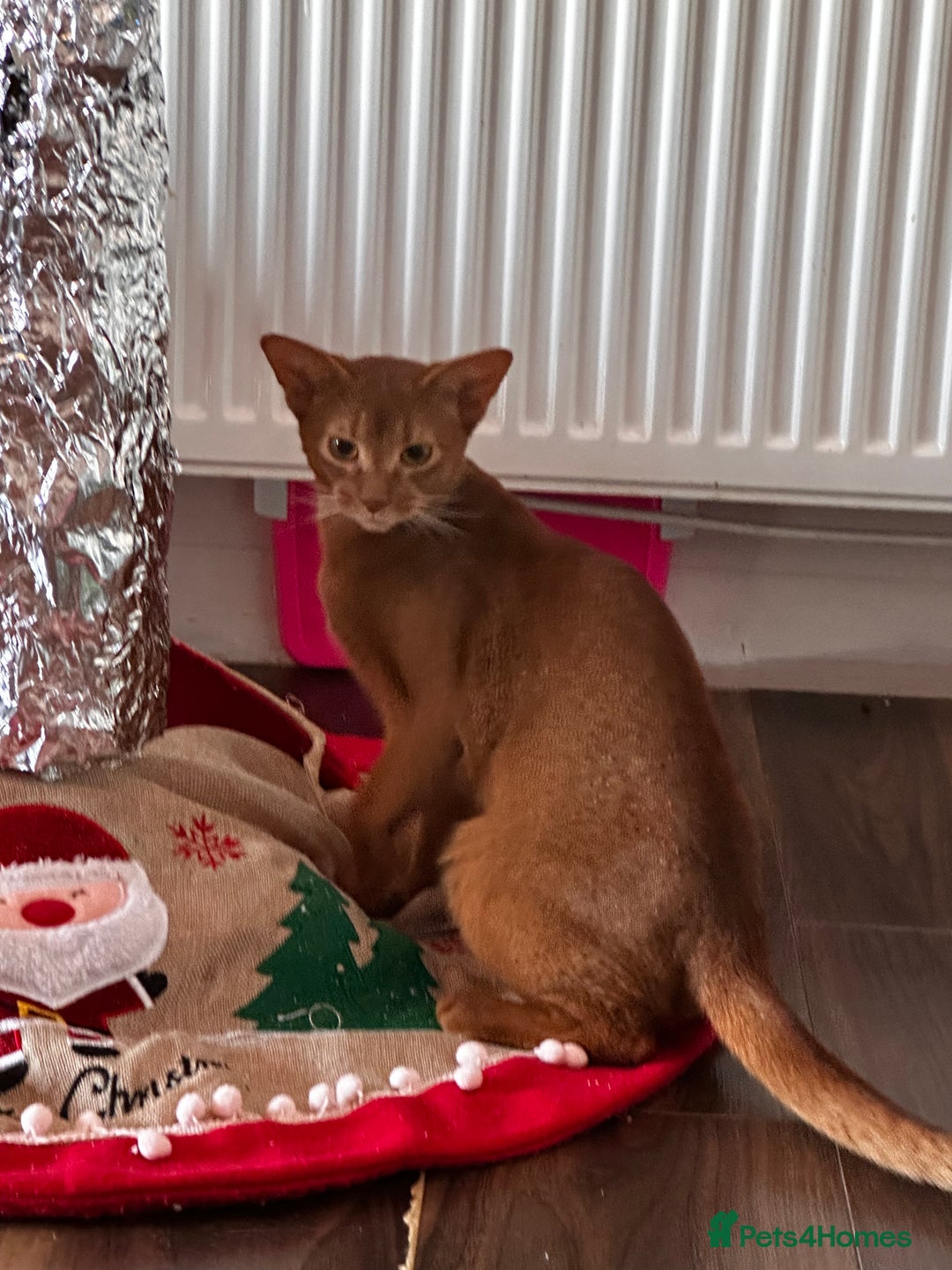 Abyssinian cats for sale: 🥰Active TICA registered Abyssinian male 🐈‍⬛  - Advert 7