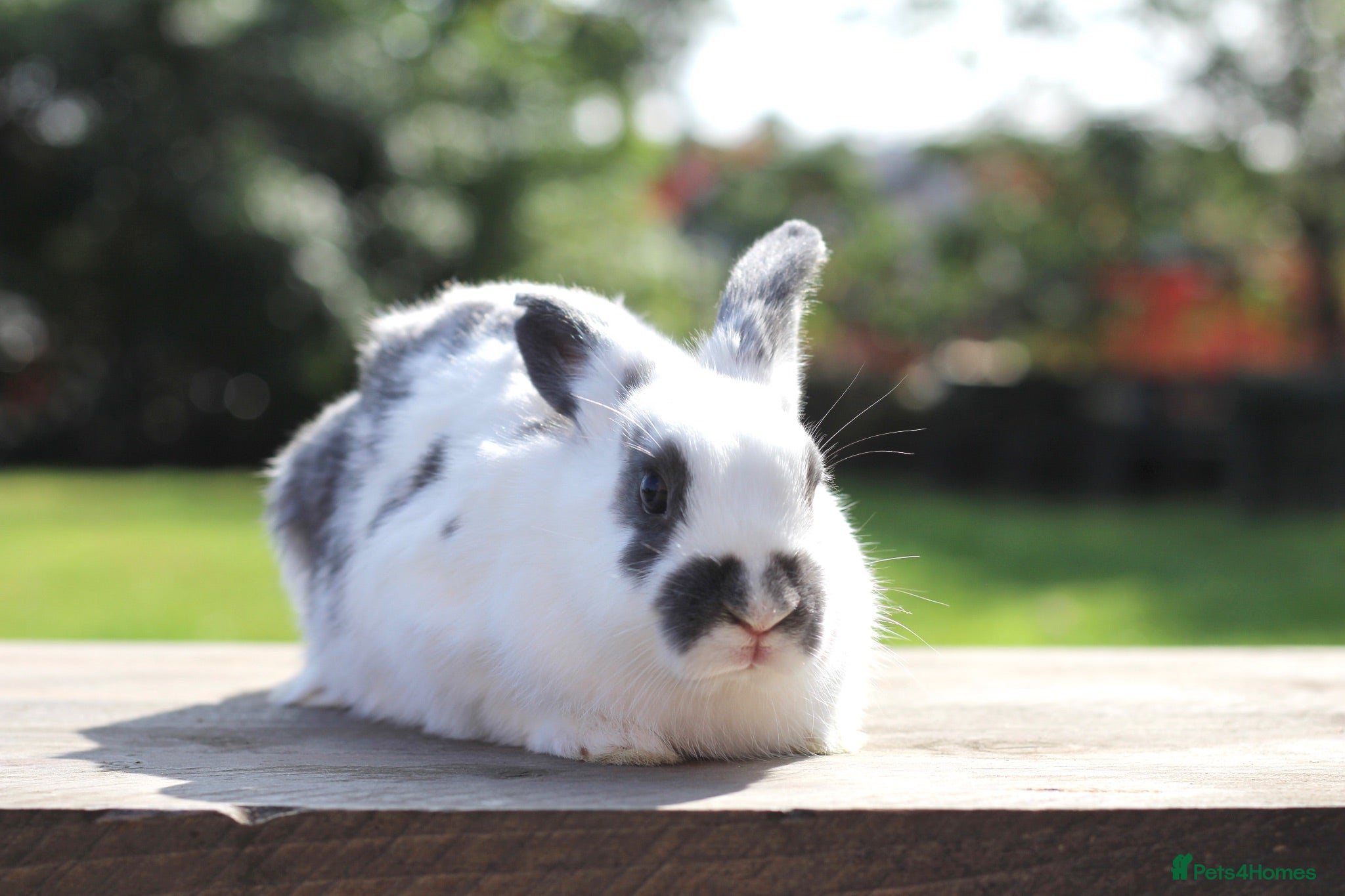 Angora rabbits Angora cross bunny sisters - Advert 2