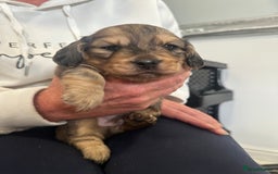 Dachshund dogs for sale:  KC Registered mini long hair Dachshund Puppies  - Image 21