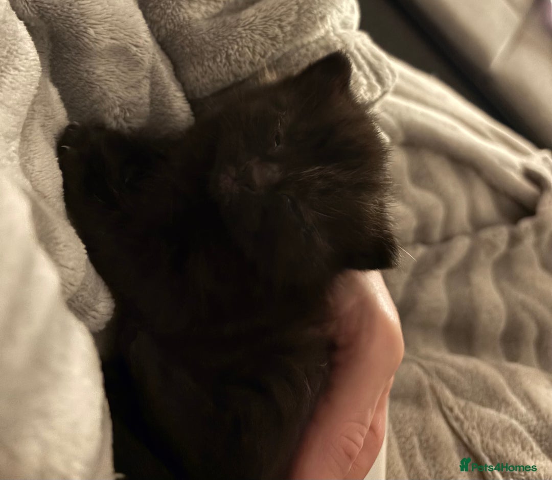 Mixed Breed cats for sale: 3 mixed kittens - Advert 6