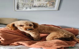 Toy Poodle dogs for sale: Leo sweet boy - Image 8
