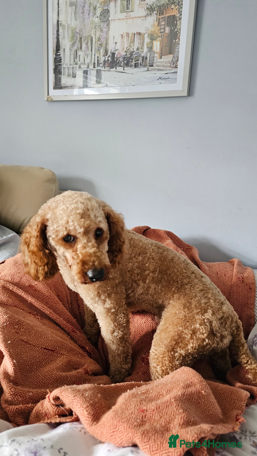 Toy Poodle dogs for sale: Leo sweet boy - Image 8