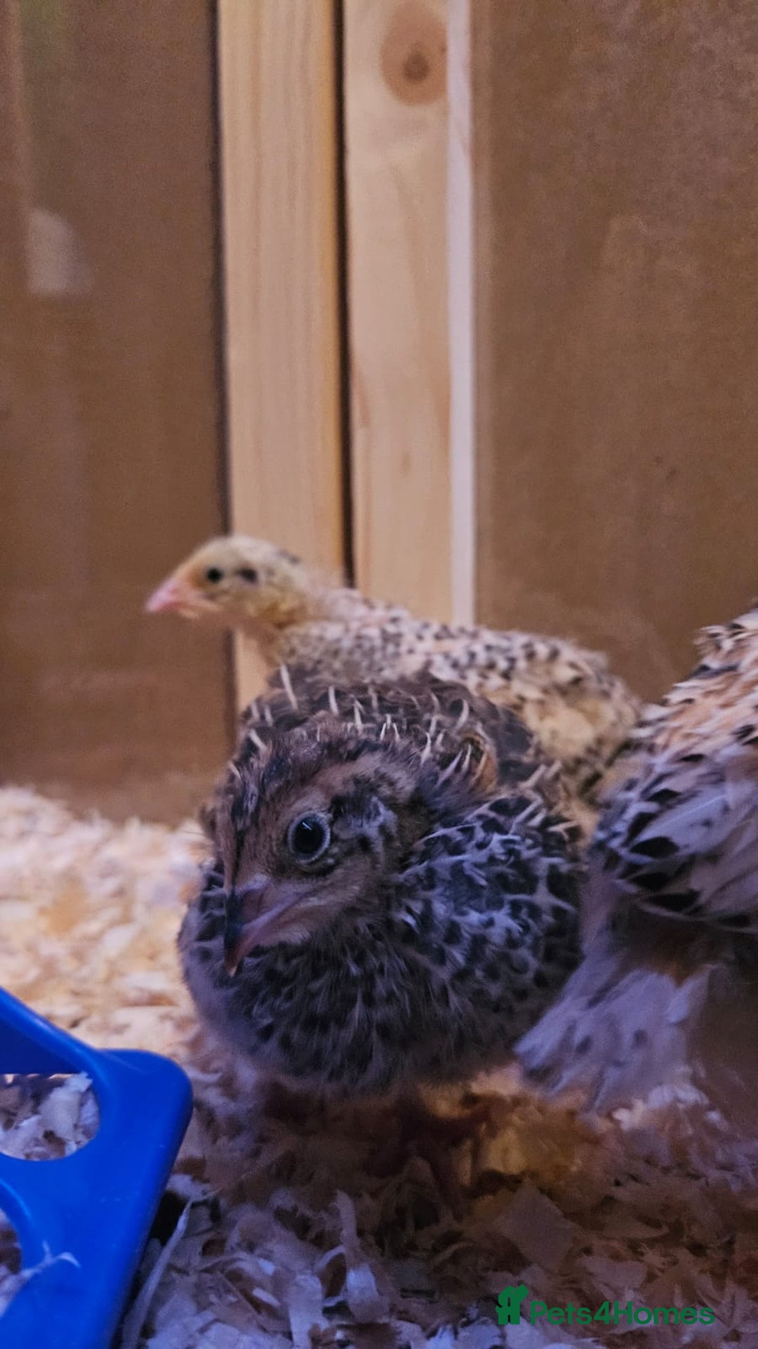 Quail poultry for sale: Beautiful coturnix quail chicks - Advert 17