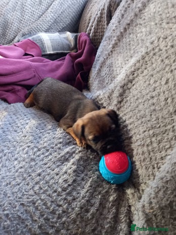 Border Terrier dogs Kc reg border terrier dog pups - Advert 1